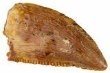 Serrated, Raptor Tooth - Real Dinosaur Tooth #269376-1